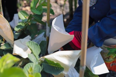 กระดาษห่อผลไม้ กระดาษห่อฝรั่ง ทนแดด ทนฝนได้ดี