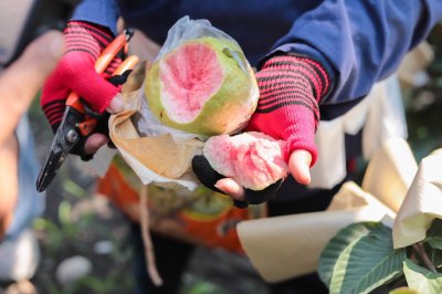 ถุงห่อฝรั่ง HDPE ตรารถตัก