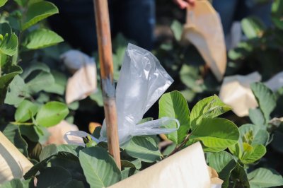 ถุงห่อฝรั่ง HDPE ตรารถตัก