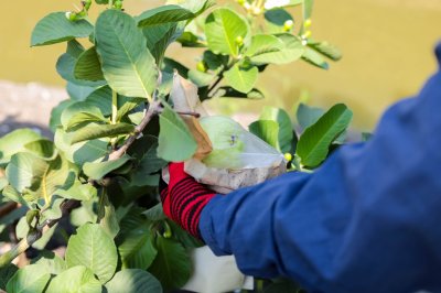 ถุงห่อฝรั่ง HDPE ตรารถตัก