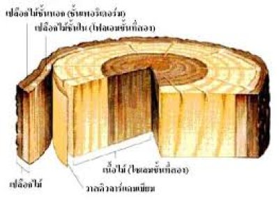 เปลือกไม้เชื้อเพลิง