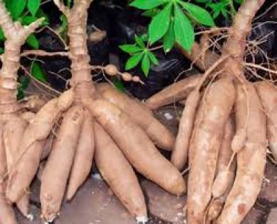 CASSAVA (Tapioca) For Livestock