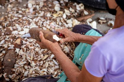 CASSAVA (Tapioca) For Livestock