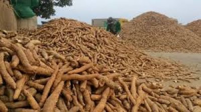 CASSAVA (Tapioca) For Livestock