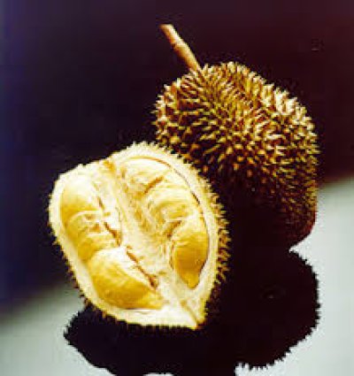 DURIAN