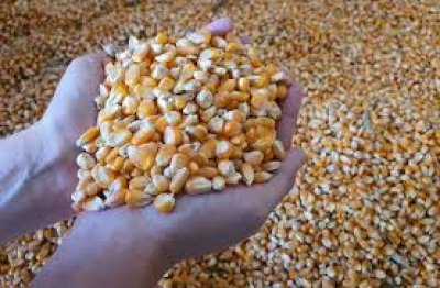 FIELD CORN For ANIMAL FEED
