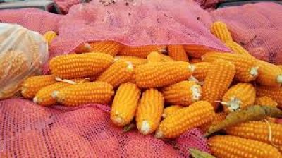 FIELD CORN For ANIMAL FEED