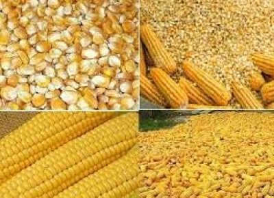 FIELD CORN For ANIMAL FEED