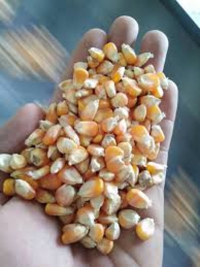 FIELD CORN For ANIMAL FEED
