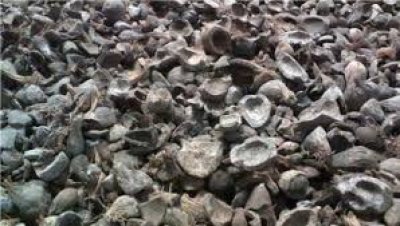 PALM KERNEL CHARCOAL