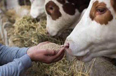 SPECIALTY ANIMAL FEED (COW FOOD) BREWER YEAST