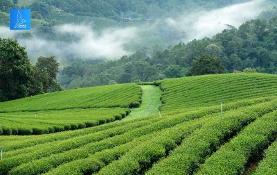 SOOK ORGANIC GREEN TEA (NORTHERN THAILAND)