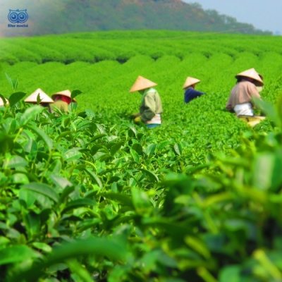 SOOK ORGANIC GREEN TEA (NORTHERN THAILAND)