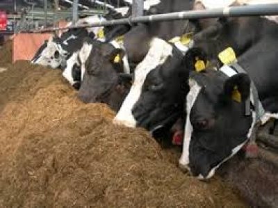 COW FOOD (MOLASSES) กากน้ำตาลเลี้ยงวัว (Future Farm)