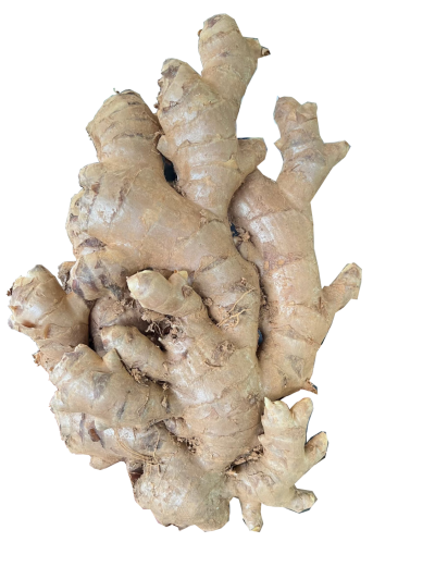 Ginger