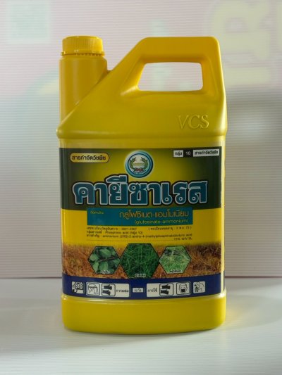 คายีซาเรส แกลลอนเหลือง ขนาด 4 ลิตร ใบแคบและใบกว้าง