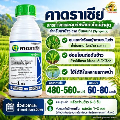 (ซื้อ ครบ 6 ขวดแถมเสื้อ 1 ตัว) คาดราเซีย 1 ลิตร สารกำจัดวัชพืช (เพรทิลาคลอร์+ฟลอร์ไพรอซิเฟน-เบนซิล)  พร้อมเซฟเฟนเนอร์ ช่วยจัดการวัชพืชให้อยู่หมัด