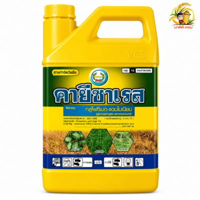 คายีซาเรส แกลลอนเหลือง ขนาด 4 ลิตร ใบแคบและใบกว้าง