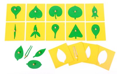 ใบไม้หลากรูปแบบ