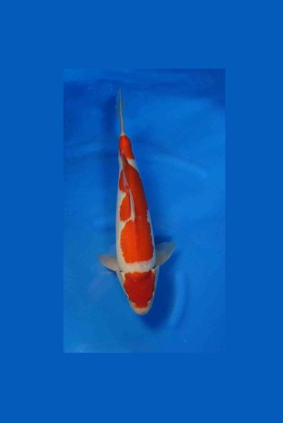 kohaku