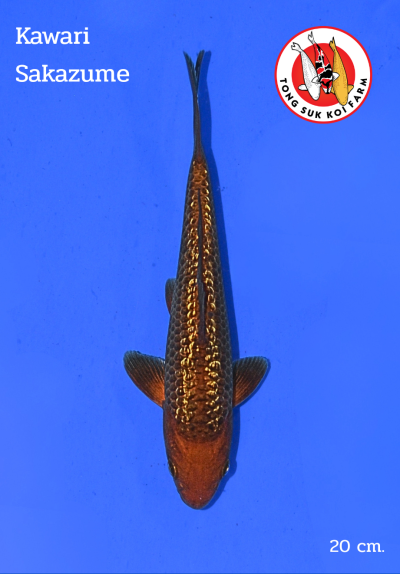 KAWARI