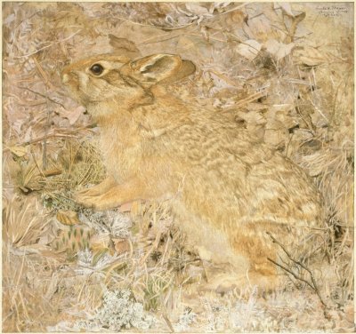 Tail Rabbit among Dry Grasses and Leaves