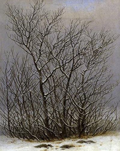 Bushes in the Snow