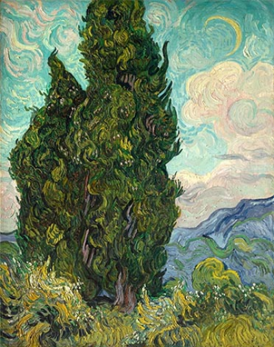 Cypresses