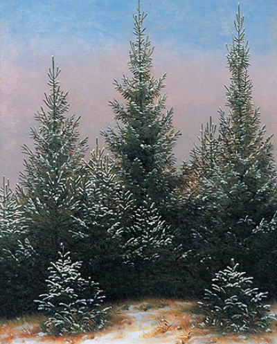 Fir Trees in the Snow