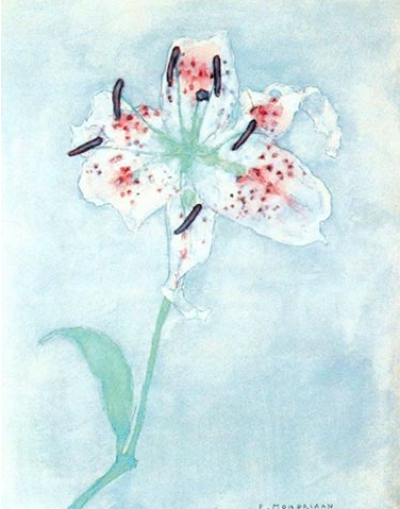Lily