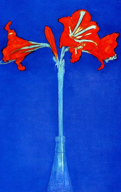 Red Amaryllis with Blue Background