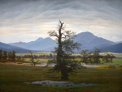 The Lonely Tree