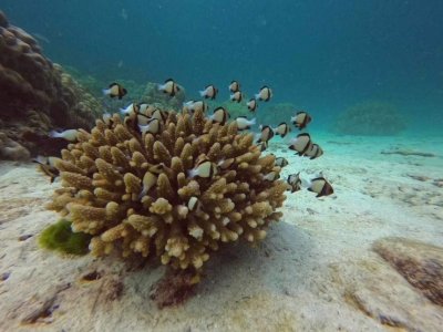 Scuba Diving Racha and Coral island