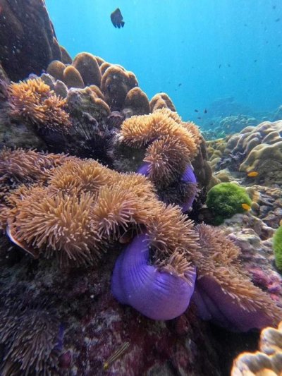 Scuba Diving Racha and Coral island