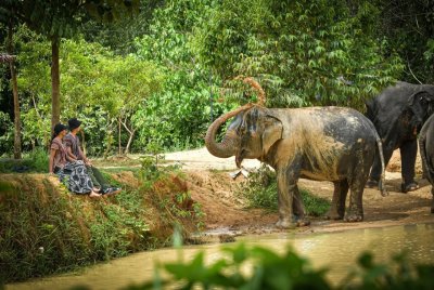 Elephant Jungle Sanctuary