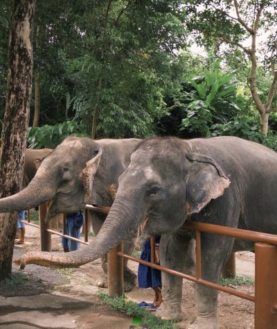 Elephant Nature Observing elephant behavior (No riding No bathing) 3.5 hrs