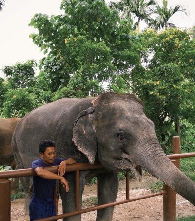 Elephant Nature Observing elephant behavior (No riding No bathing) 3.5 hrs