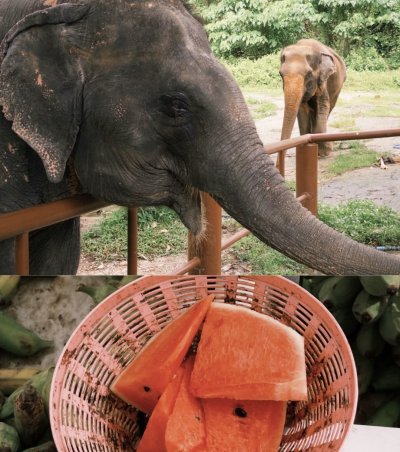 Elephant Nature Observing elephant behavior (No riding No bathing) 3.5 hrs