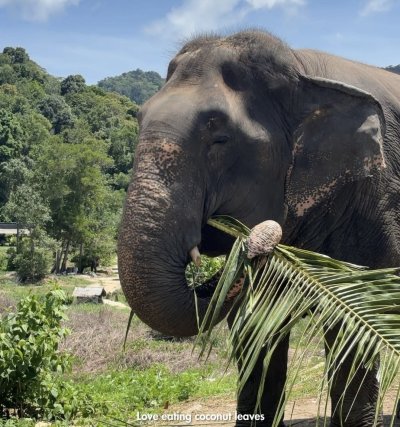 Elephant Nature Observing elephant behavior (No riding No bathing) 3.5 hrs