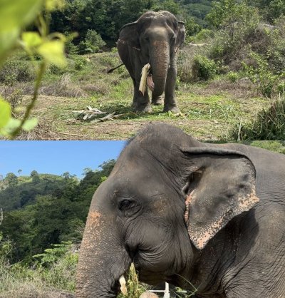 Elephant Nature Observing elephant behavior (No riding No bathing) 3.5 hrs