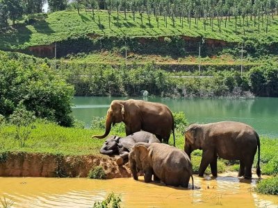 Elephant Nature Observing elephant behavior (No riding No bathing) 3.5 hrs
