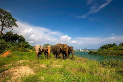 Elephant Nature Observing elephant behavior (No riding No bathing) 3.5 hrs