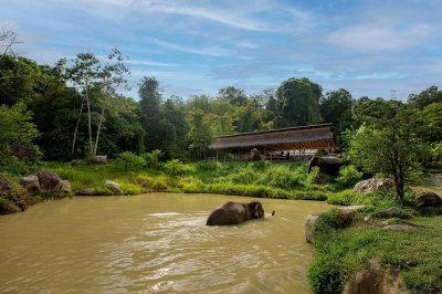 Elephant Nature Observing elephant behavior (No riding No bathing) 3.5 hrs