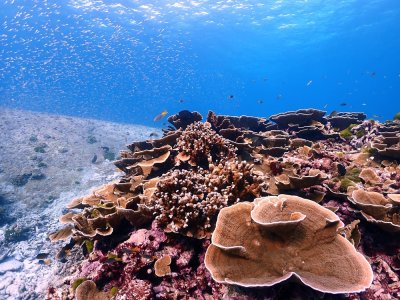 Similan Island Exclusive