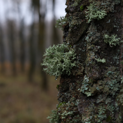 หัวเชื้อน้ำหอมกลิ่น Oakmoss