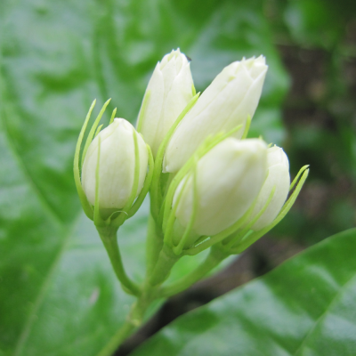 หัวเชื้อน้ำหอมกลิ่น Mali Chatpikhun