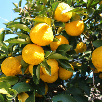 หัวเชื้อน้ำหอมกลิ่น YUZU