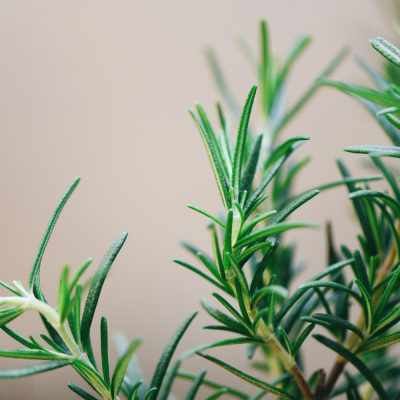 หัวเชื้อน้ำหอมกลิ่น Rosemery