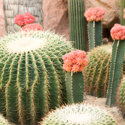 หัวเชื้อน้ำหอมกลิ่น Cactus