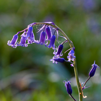 หัวเชื้อน้ำหอมกลิ่น Bluebell